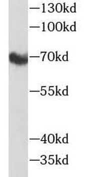NECTIN2 Rabbit Polyclonal Antibody