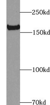 NES Mouse Monoclonal Antibody