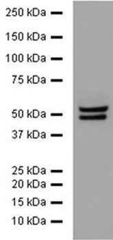 NeuN Rabbit Polyclonal Antibody
