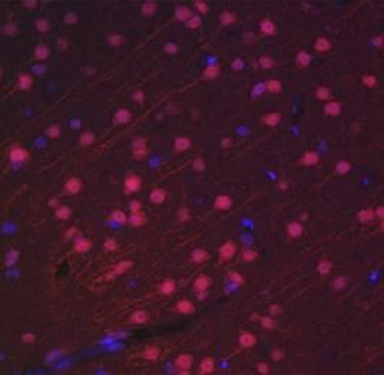 NeuN Rabbit Polyclonal Antibody
