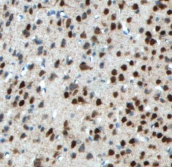 NeuN Rabbit Polyclonal Antibody