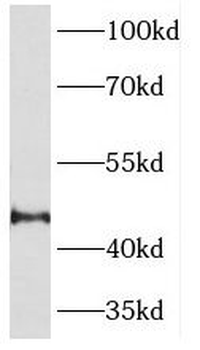 SERPINI1 Rabbit Polyclonal Antibody