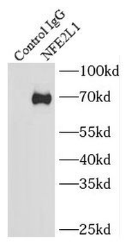 NFE2L1 Rabbit Polyclonal Antibody