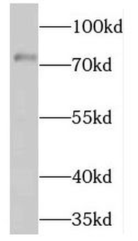 NFE2L3 Rabbit Polyclonal Antibody