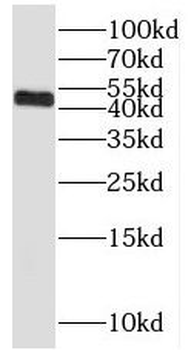 NFYA Rabbit Polyclonal Antibody