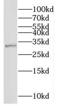 NMNAT1 Rabbit Polyclonal Antibody