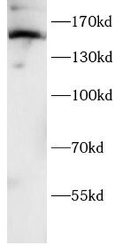NOS1 Rabbit Polyclonal Antibody