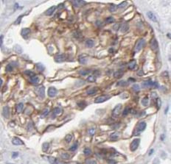 NOS1 Rabbit Polyclonal Antibody