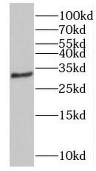 NOL3 Rabbit Polyclonal Antibody