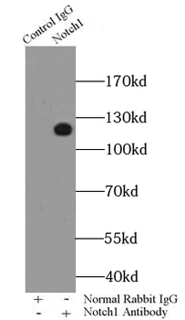 NOTCH1 Rabbit Polyclonal Antibody