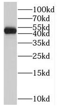CCN3 Rabbit Polyclonal Antibody
