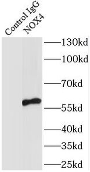 NOX4 Rabbit Polyclonal Antibody