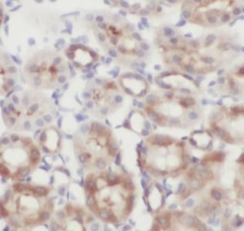 NOX4 Rabbit Polyclonal Antibody