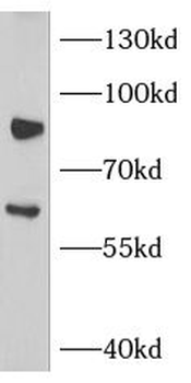 NOX5 Rabbit Polyclonal Antibody