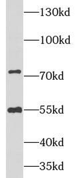 NRG1 Rabbit Polyclonal Antibody