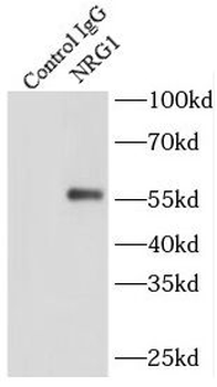 NRG1 Rabbit Polyclonal Antibody