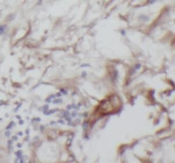 NRG1 Rabbit Polyclonal Antibody
