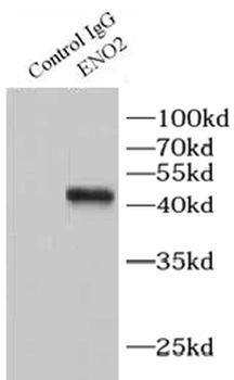 ENO2 Rabbit Polyclonal Antibody