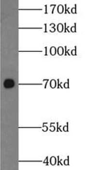NUB1 Rabbit Polyclonal Antibody