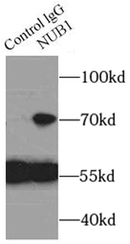 NUB1 Rabbit Polyclonal Antibody