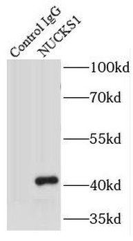 NUCKS1 Rabbit Polyclonal Antibody