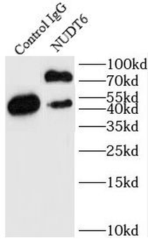 NUDT6 Rabbit Polyclonal Antibody