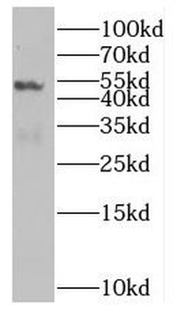 NUF2 Rabbit Polyclonal Antibody