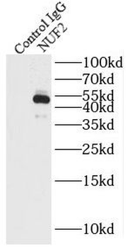 NUF2 Rabbit Polyclonal Antibody