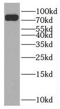 NUFIP2 Rabbit Polyclonal Antibody