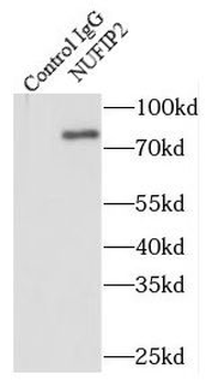 NUFIP2 Rabbit Polyclonal Antibody