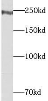 NUMA1 Rabbit Polyclonal Antibody
