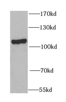 OGFR Rabbit Polyclonal Antibody