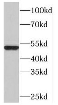 OLFM3 Rabbit Polyclonal Antibody