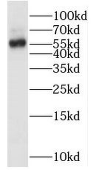 OMA1 Rabbit Polyclonal Antibody