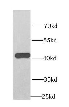 OXA1L Rabbit Polyclonal Antibody