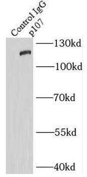 RBL1 Rabbit Polyclonal Antibody