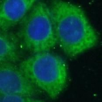 P2RX4 Rabbit Polyclonal Antibody