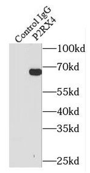 P2RX4 Rabbit Polyclonal Antibody