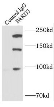 PARD3 Rabbit Polyclonal Antibody