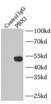 PBX1 Rabbit Polyclonal Antibody