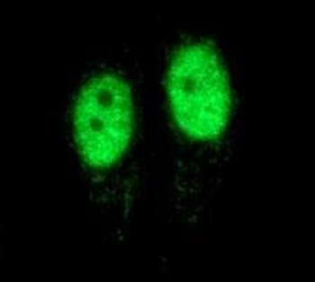 PCNA Mouse Monoclonal Antibody