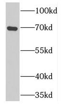 PCSK7 Rabbit Polyclonal Antibody