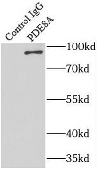 PDE8A Rabbit Polyclonal Antibody