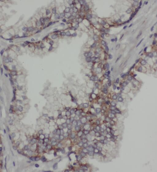 PDE9A Rabbit Polyclonal Antibody