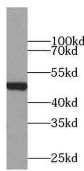 CD274 Rabbit Polyclonal Antibody