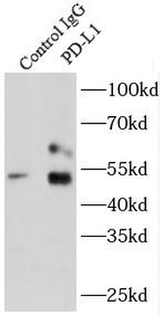 CD274 Rabbit Polyclonal Antibody