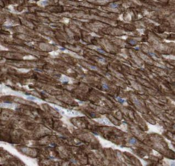 CD274 Rabbit Polyclonal Antibody