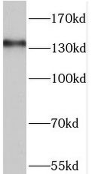 PER2 Rabbit Polyclonal Antibody