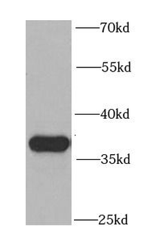 PEX19 Rabbit Polyclonal Antibody