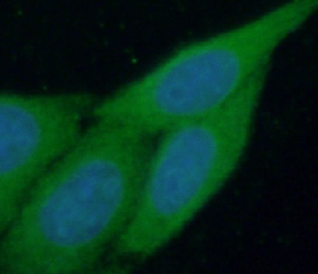 PIGZ Rabbit Polyclonal Antibody